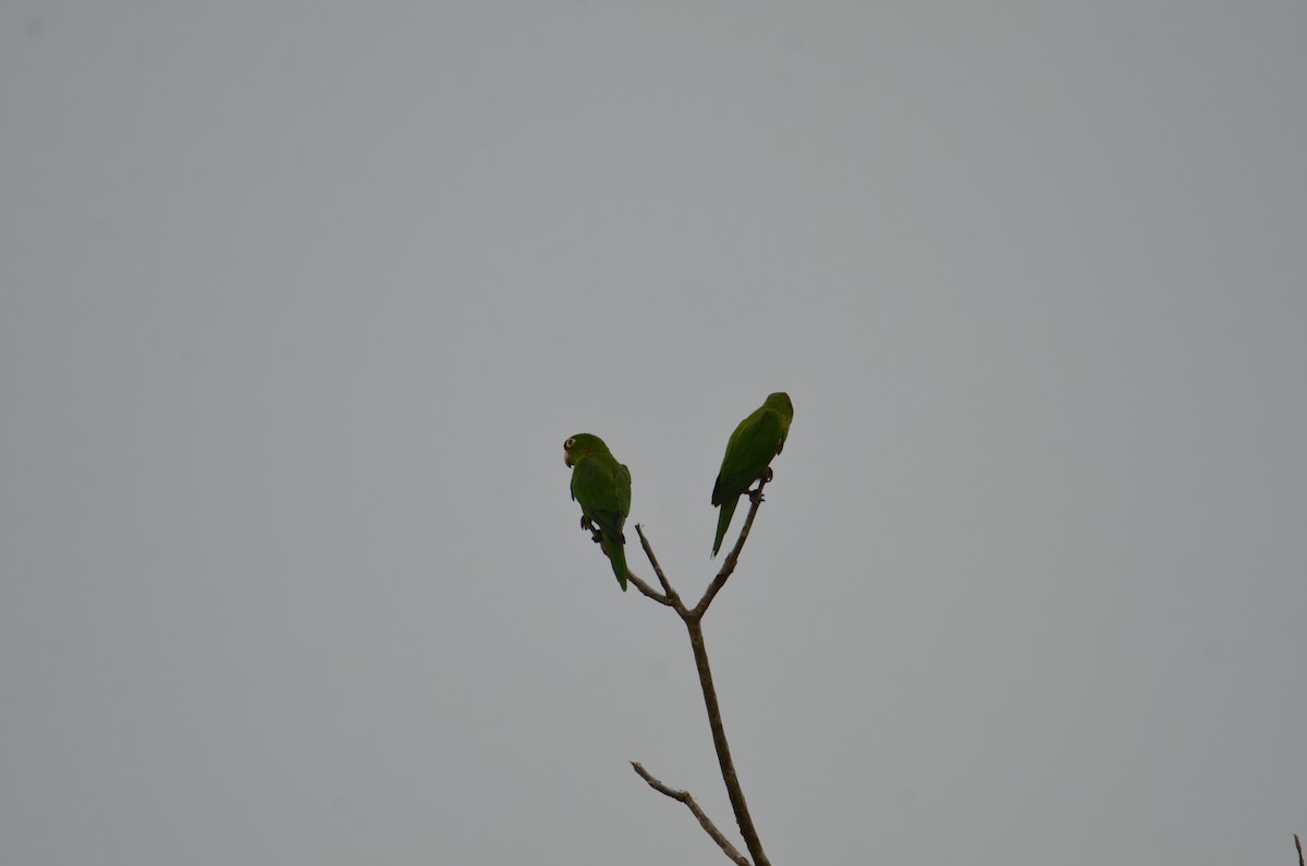 Conure de Finsch - ML644366832