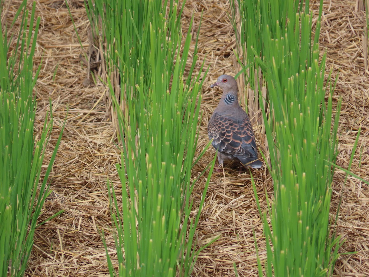 Oriental Turtle-Dove - ML644366833