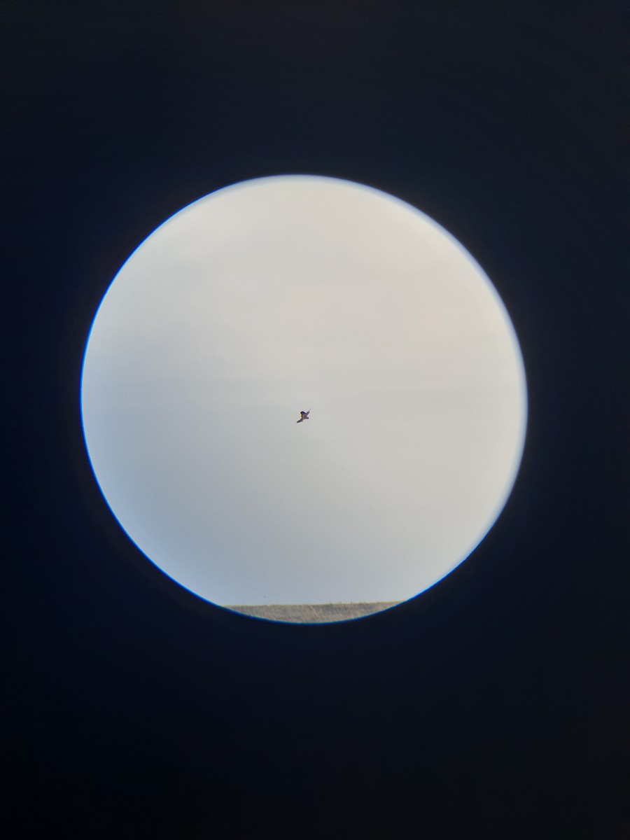 Eurasian Kestrel - ML644366834