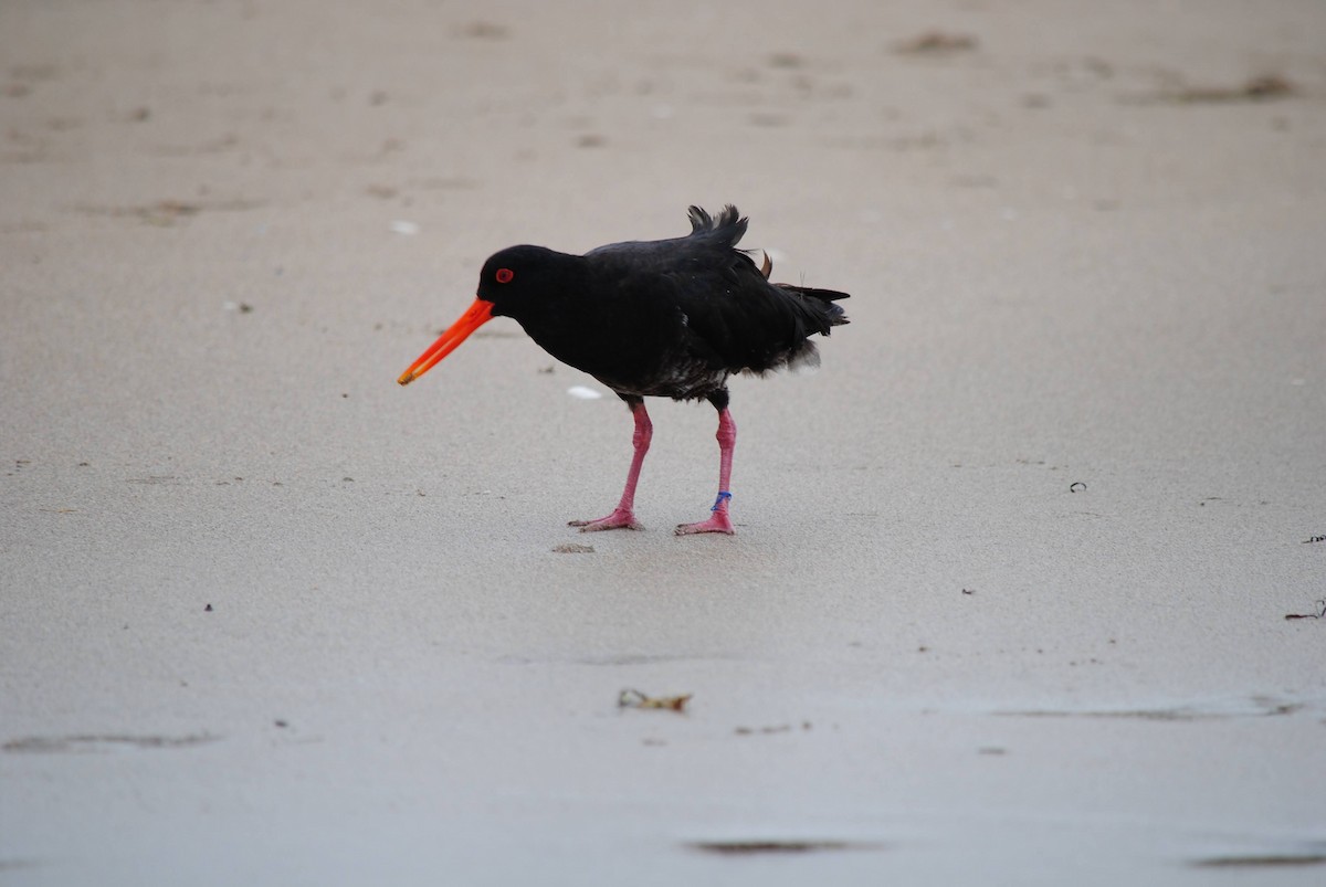 Variable Oystercatcher - ML644366842