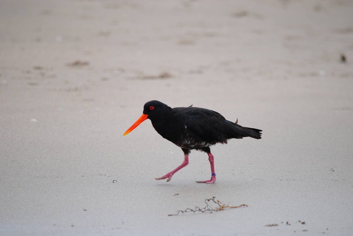 Variable Oystercatcher - ML644366843