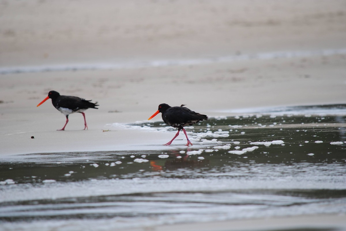 Variable Oystercatcher - ML644366844