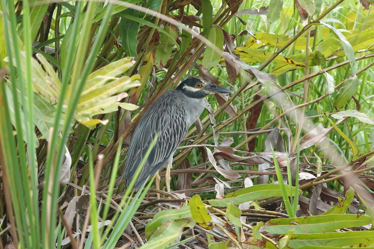 Sarı Tepeli Gece Balıkçılı - ML644366845