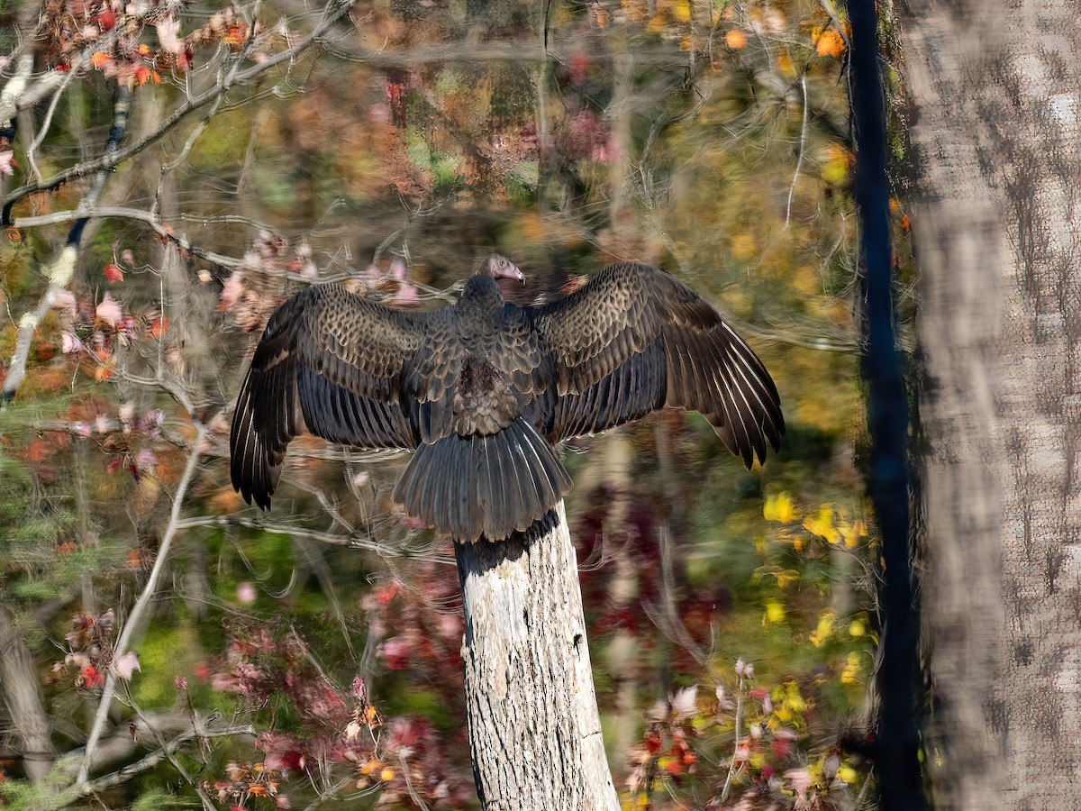 Black Vulture - ML644366850
