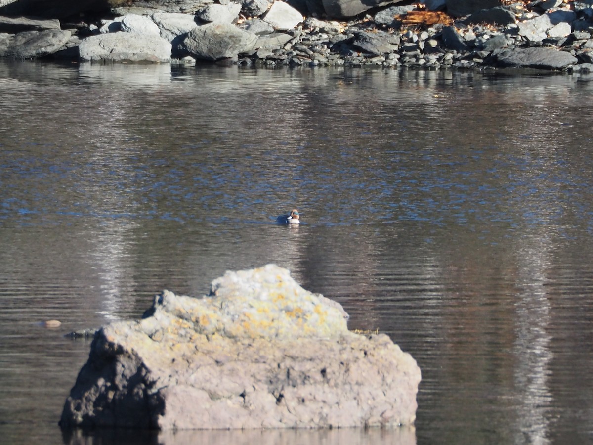 Green-winged Teal - ML644366864