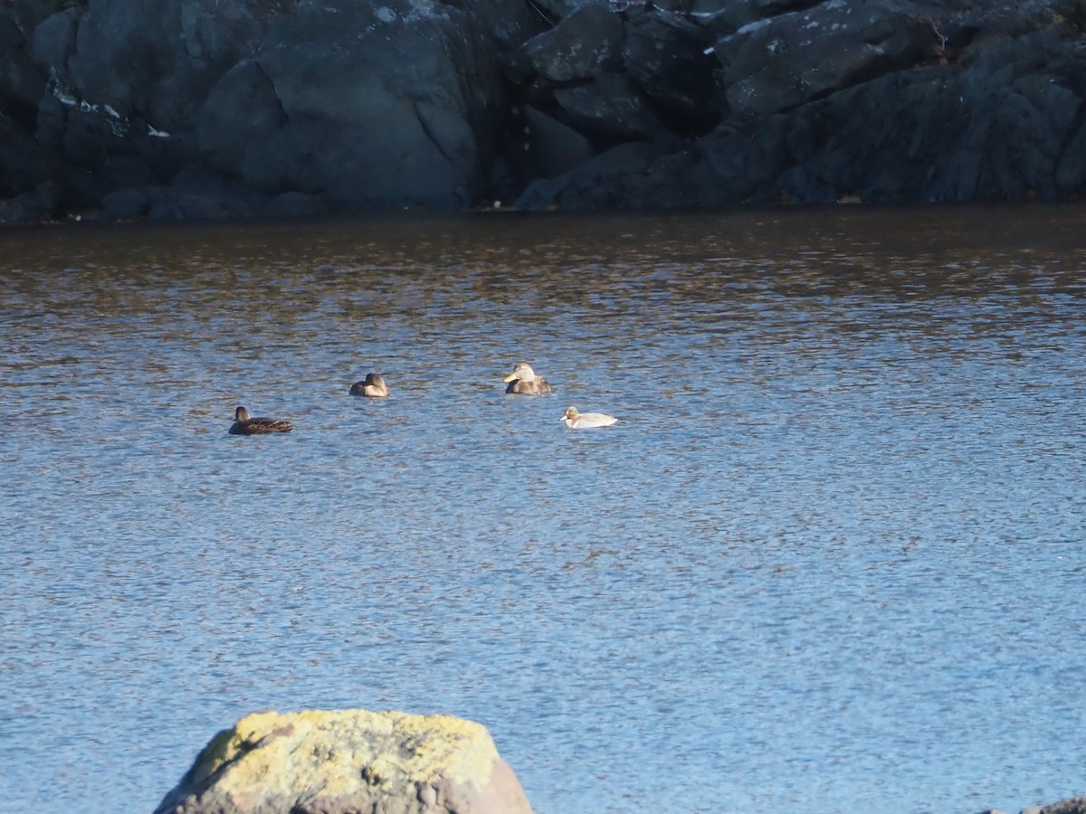 Green-winged Teal - ML644366865