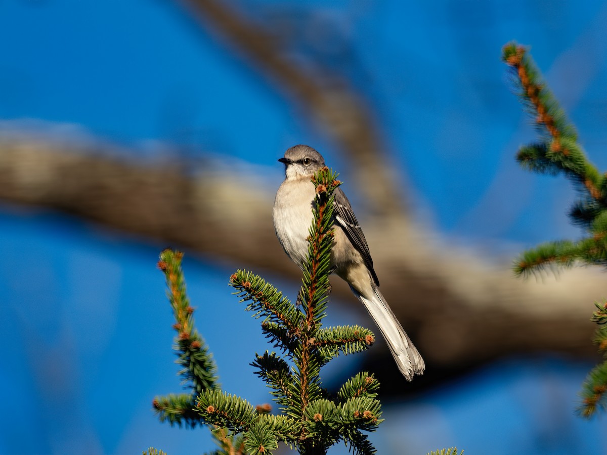 Northern Mockingbird - ML644366867