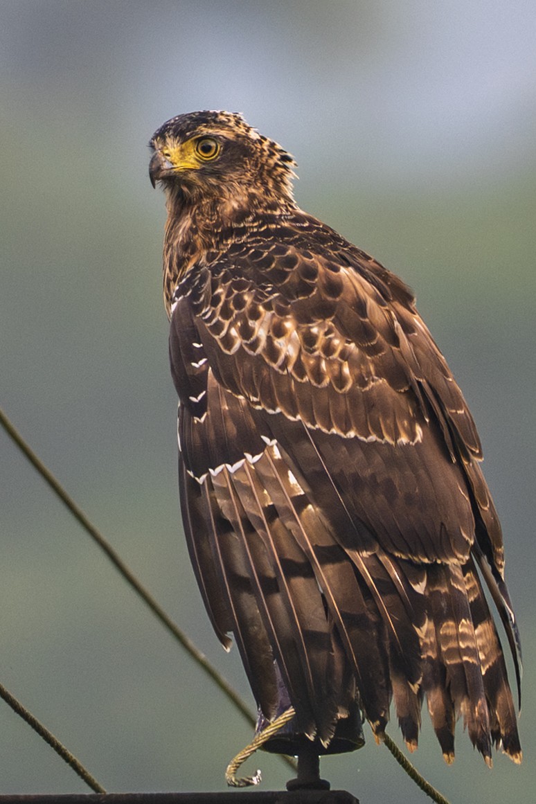 Хохлатый змееяд - ML644366871