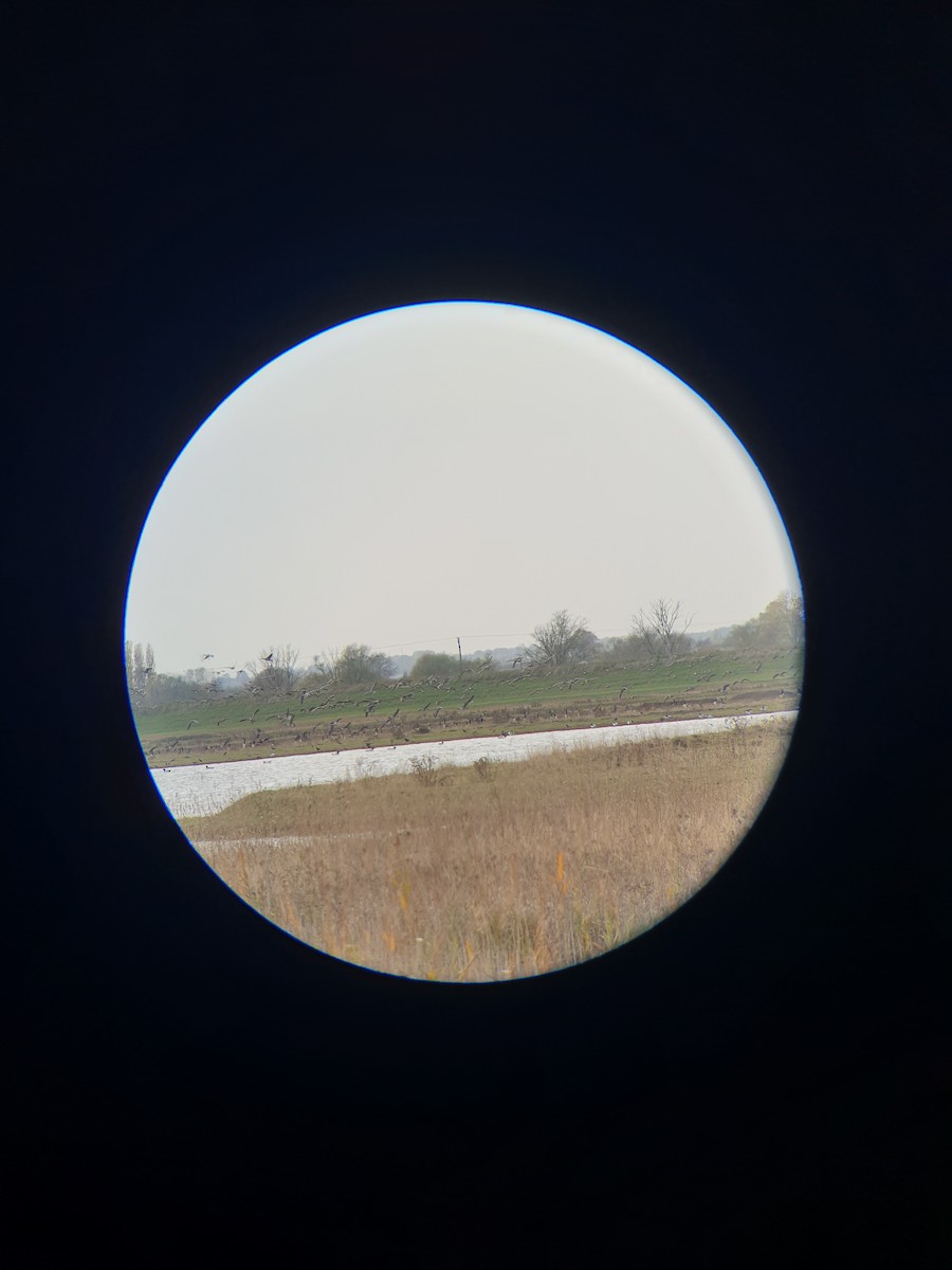 Canada Goose - ML644366872