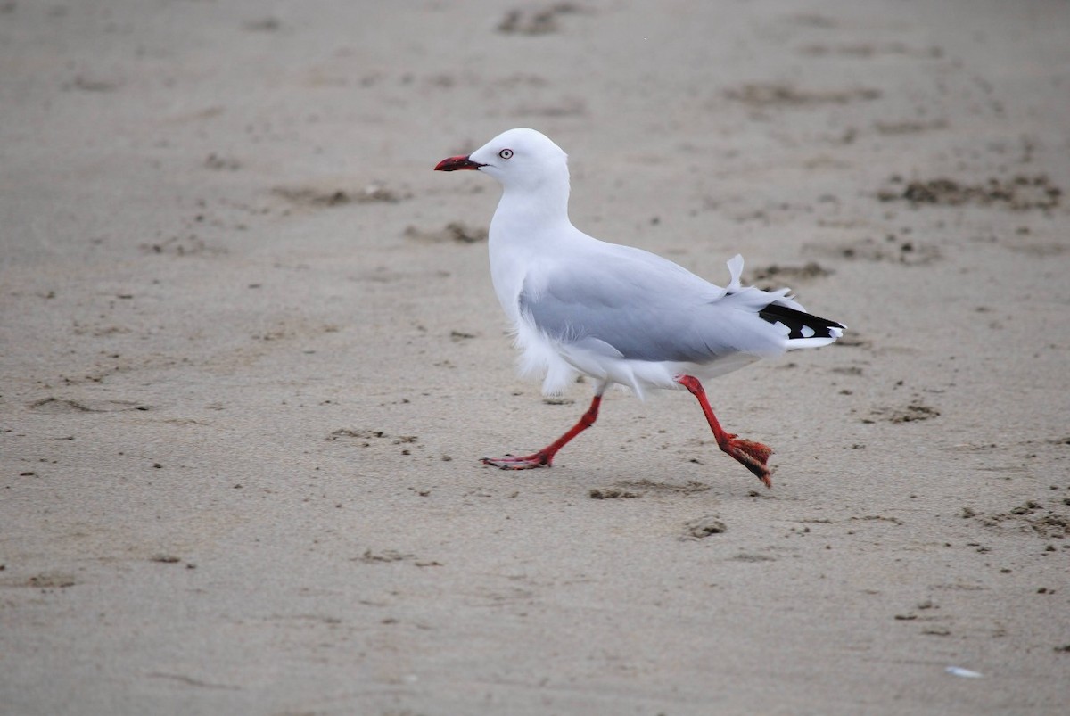 紐澳紅嘴鷗 - ML644366877