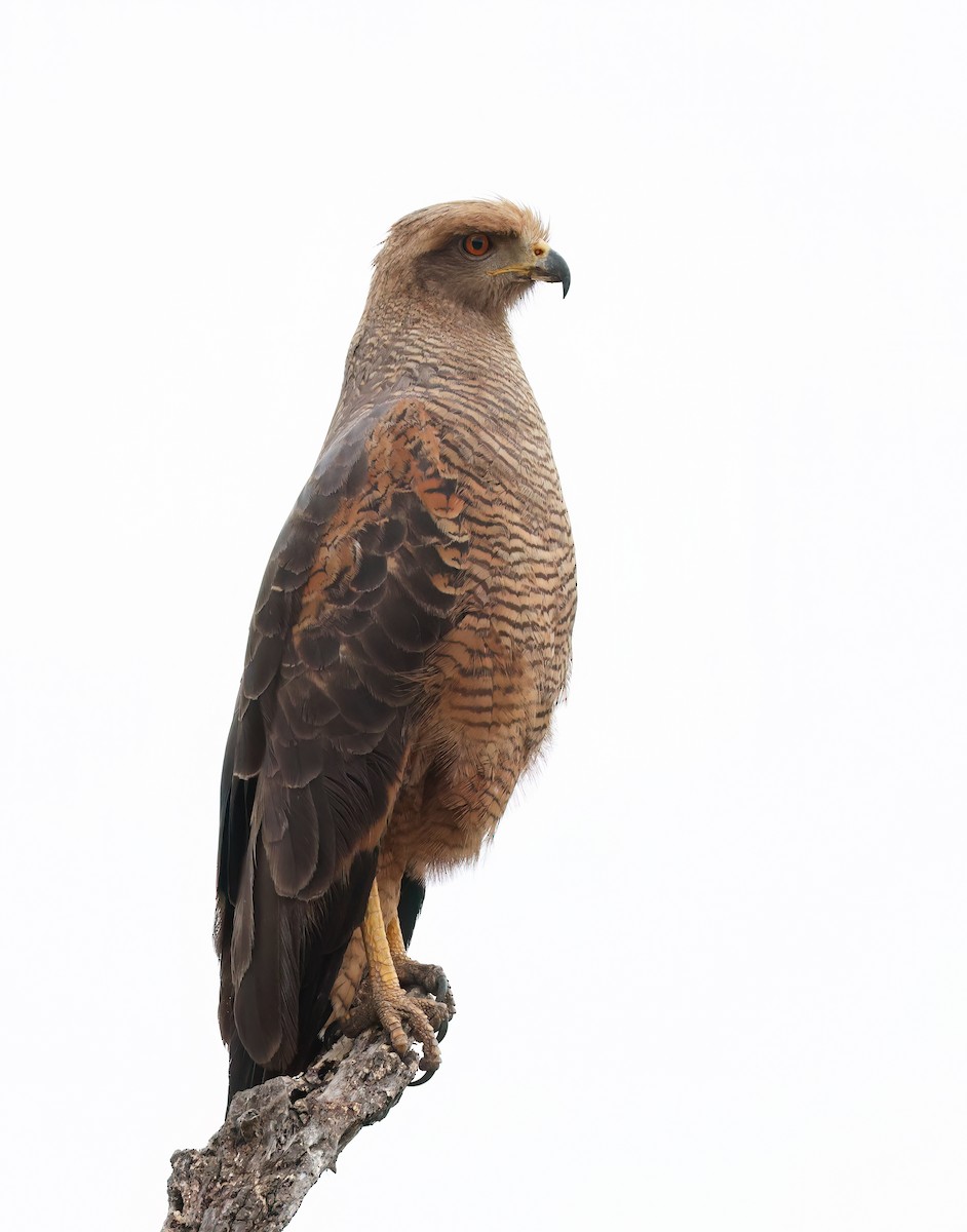 Savanna Hawk - ML644366878