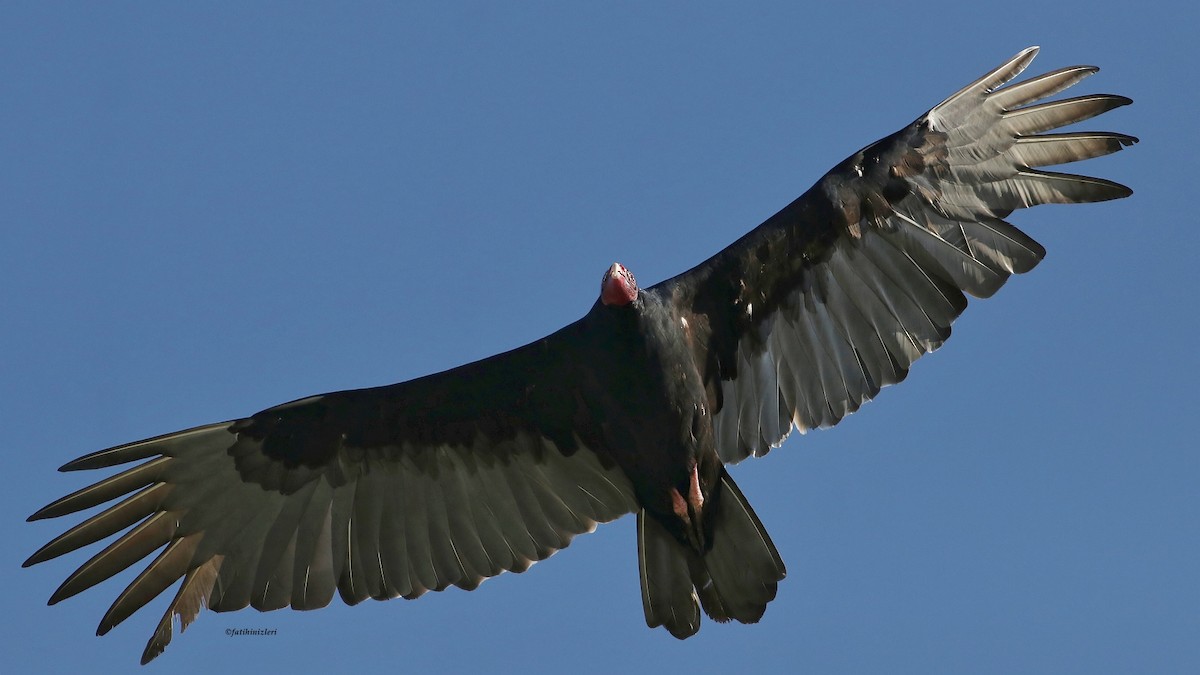 Turkey Vulture - ML644366879