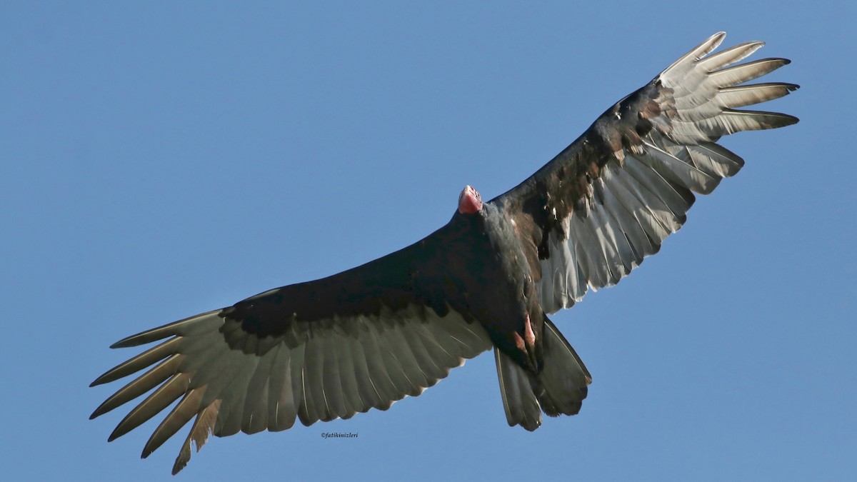 Turkey Vulture - ML644366885