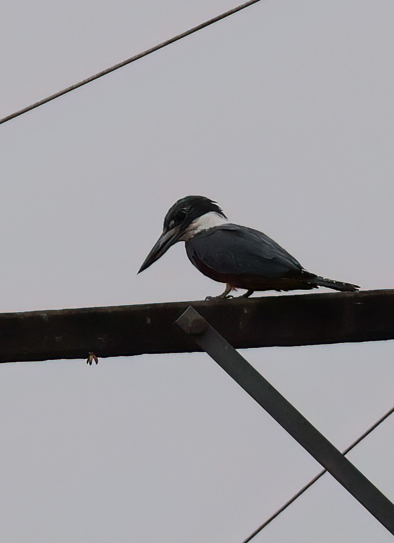 rybařík obojkový - ML644366890