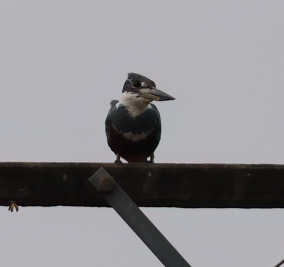 rybařík obojkový - ML644366891