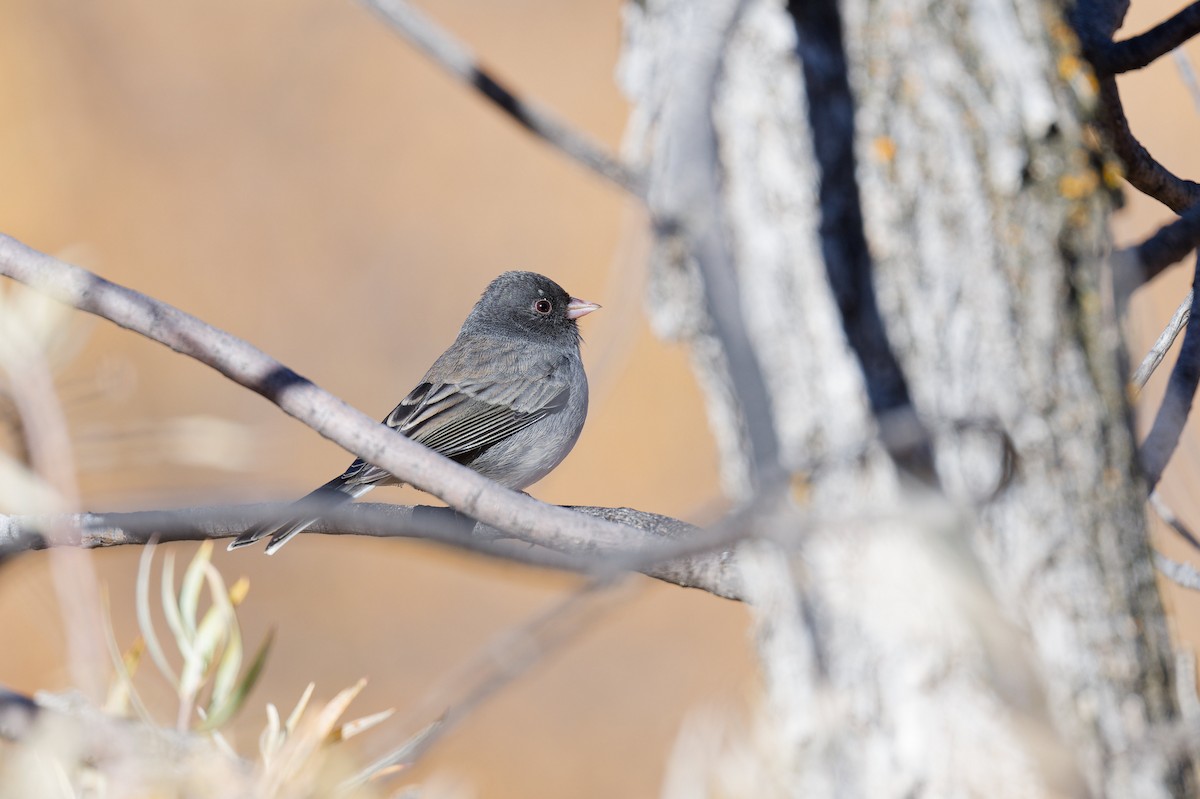 Dark-eyed Junco - ML644366893