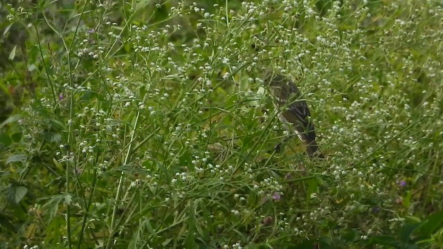 Улаавар бужмар - ML644366901