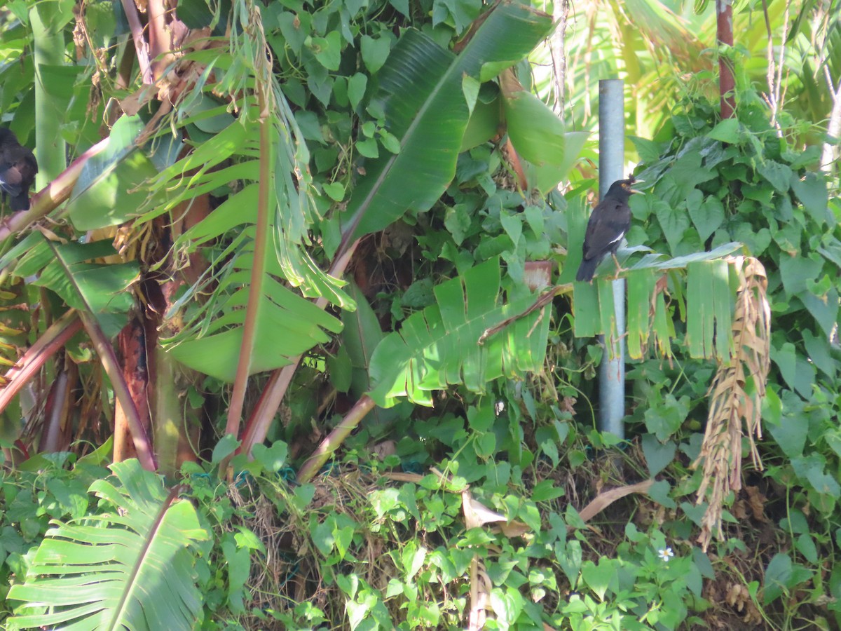 Crested Myna - ML644366903