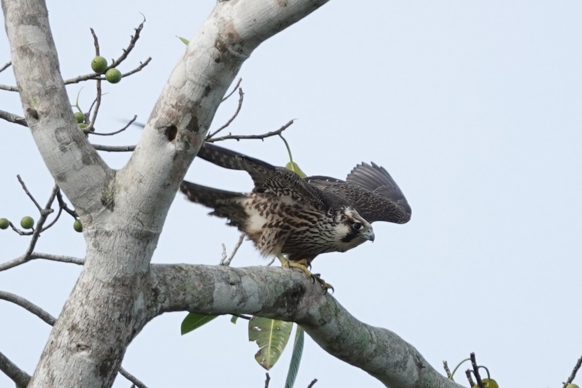 Peregrine Falcon - Jim Zook