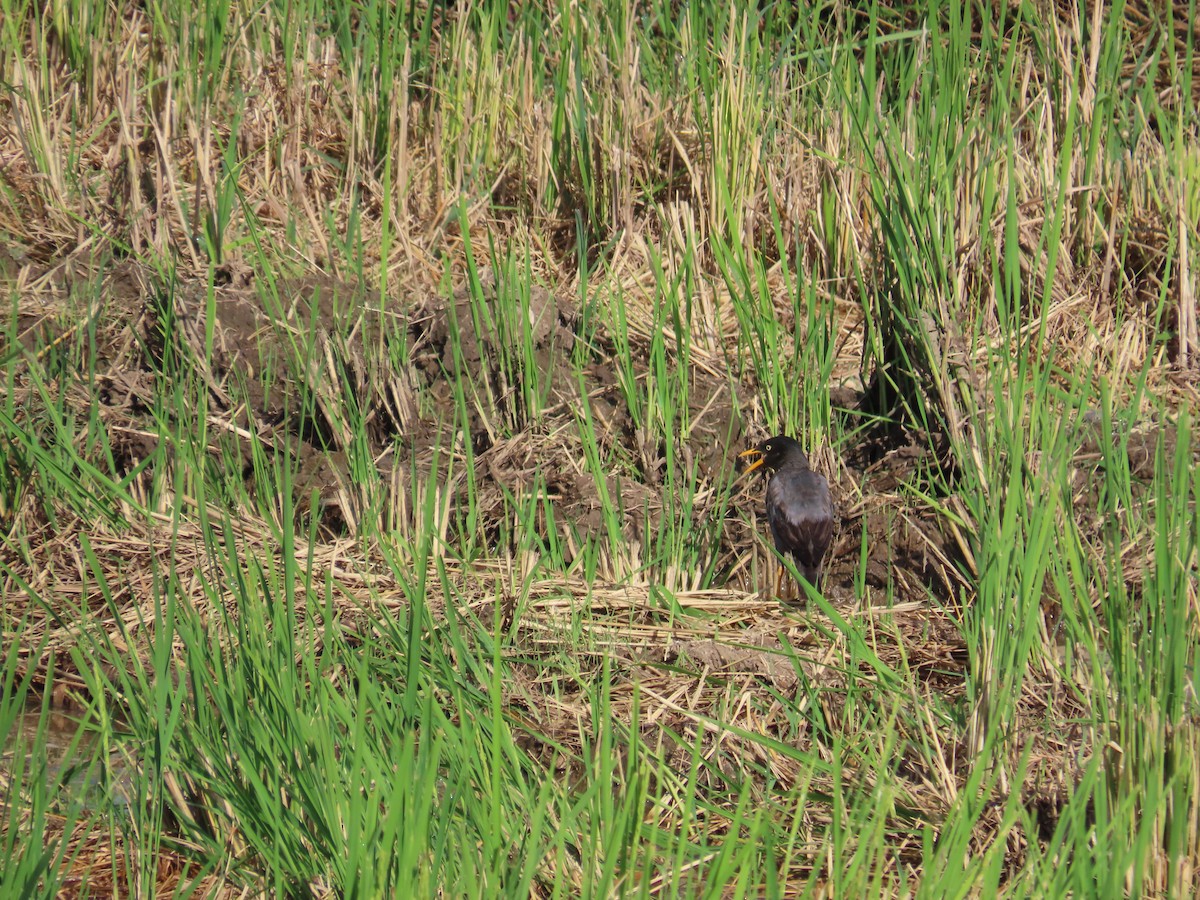 Javan Myna - 韋勳 陳