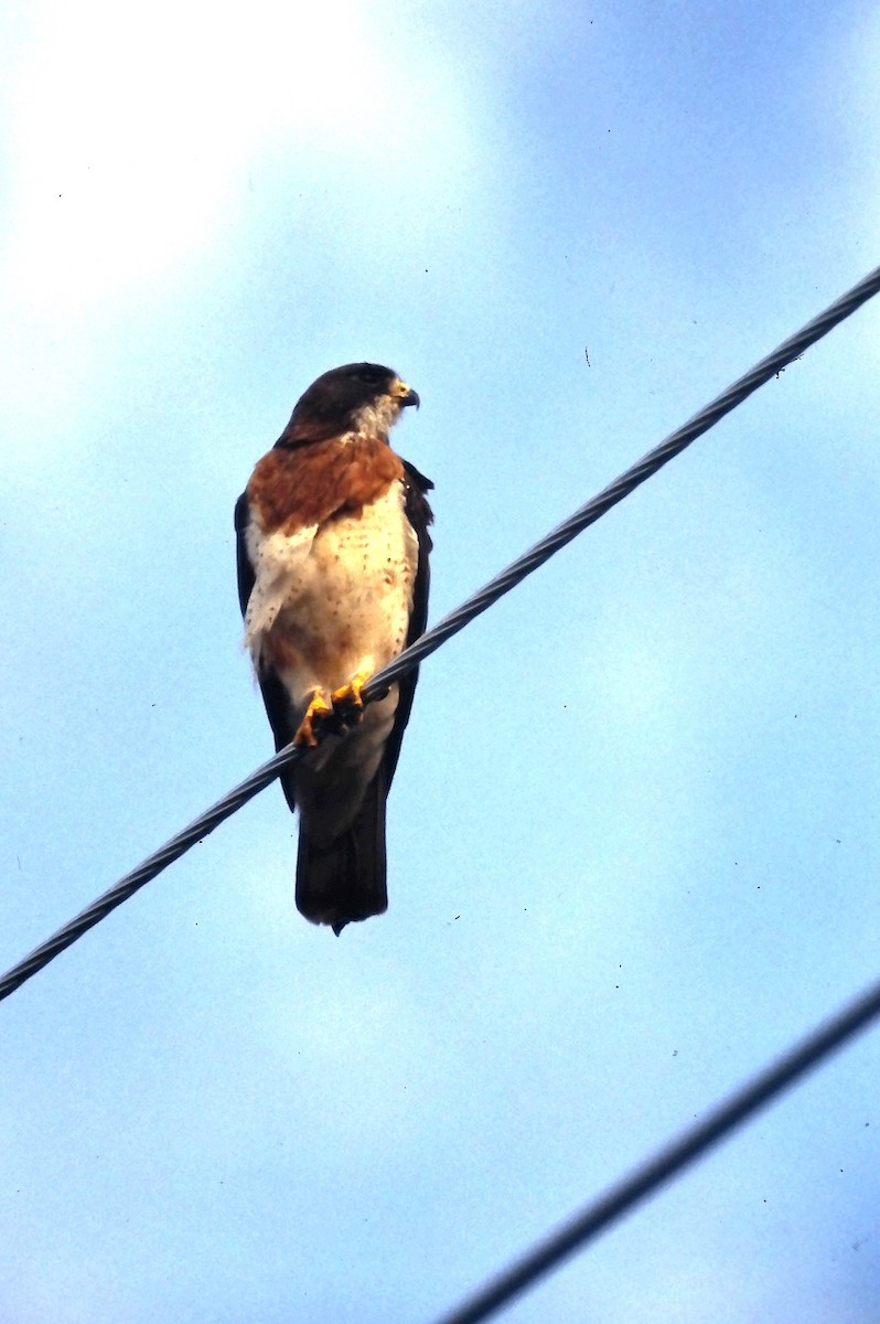 Swainson's Hawk - Ed Kwater