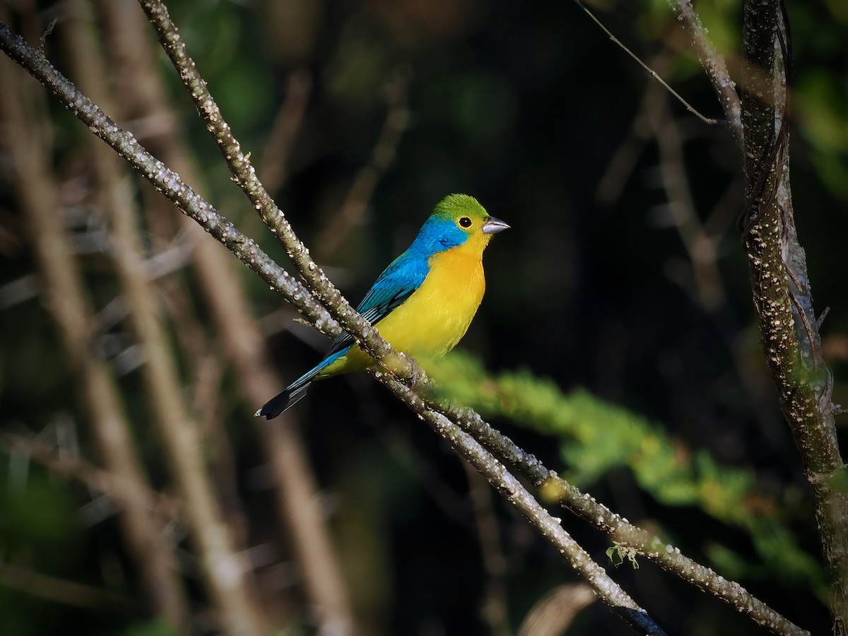 Orange-breasted Bunting - ML644366908