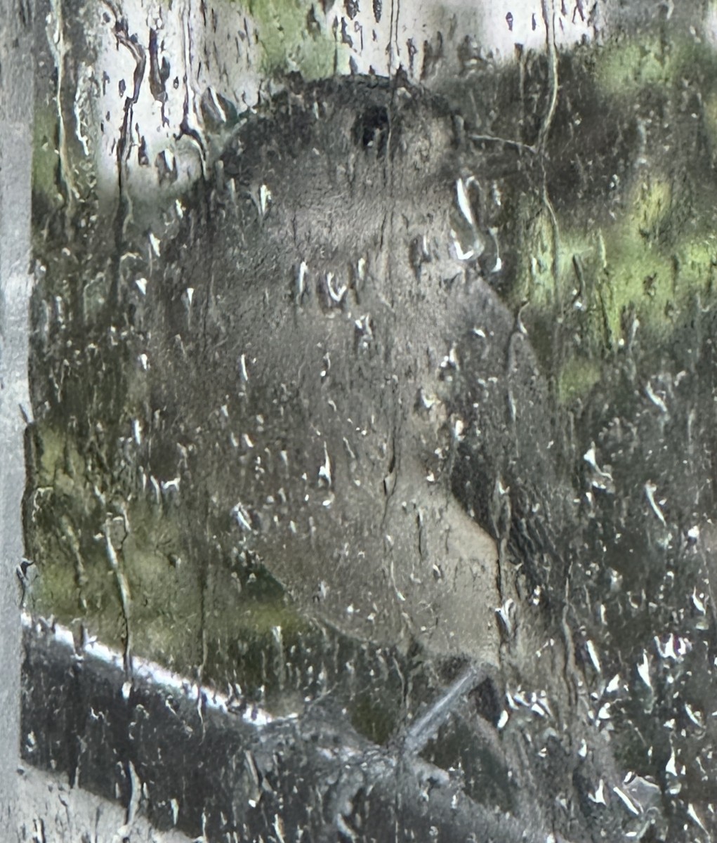 Tufted Titmouse - Susan McHale