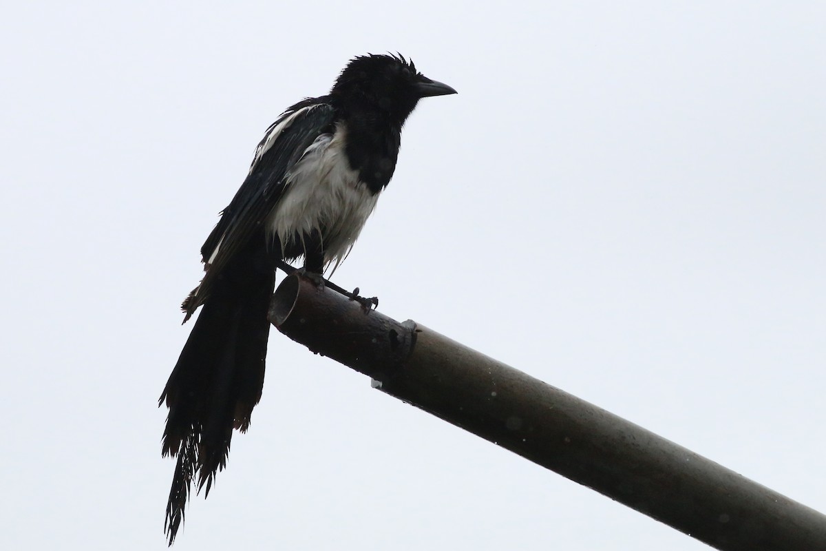 Oriental Magpie - ML644366913