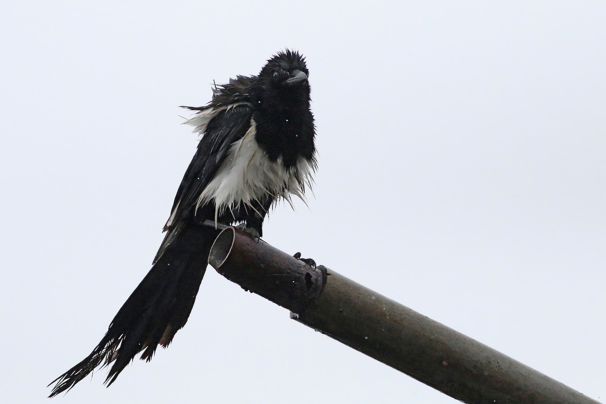 Oriental Magpie - ML644366914