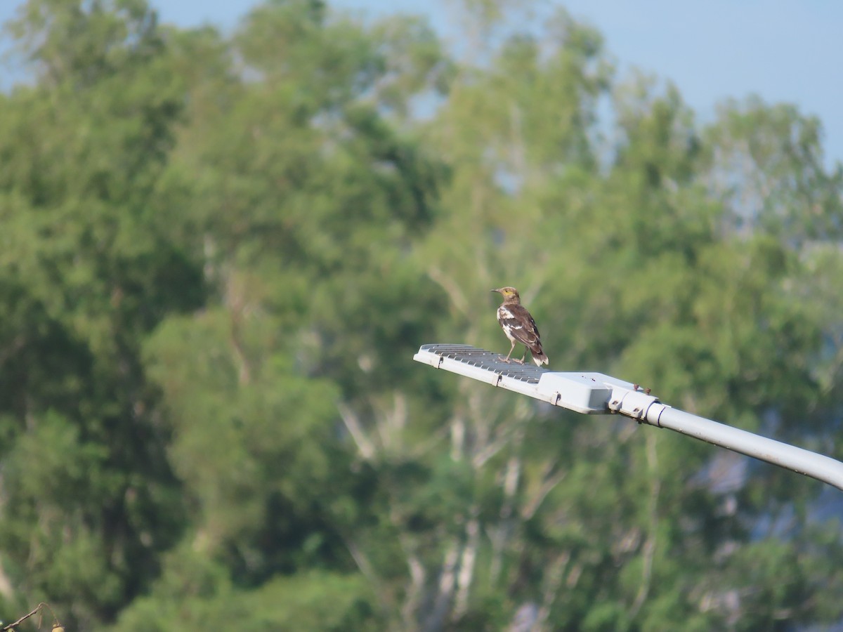 Black-collared Starling - 韋勳 陳