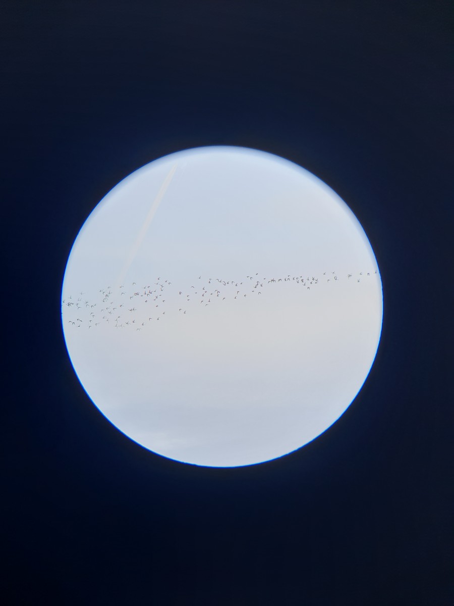 Сивка звичайна - ML644366923