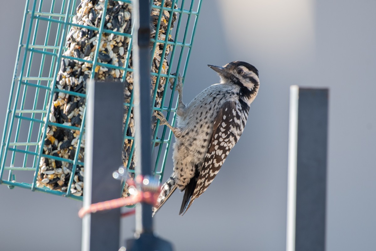Ladder-backed Woodpecker - ML644366927