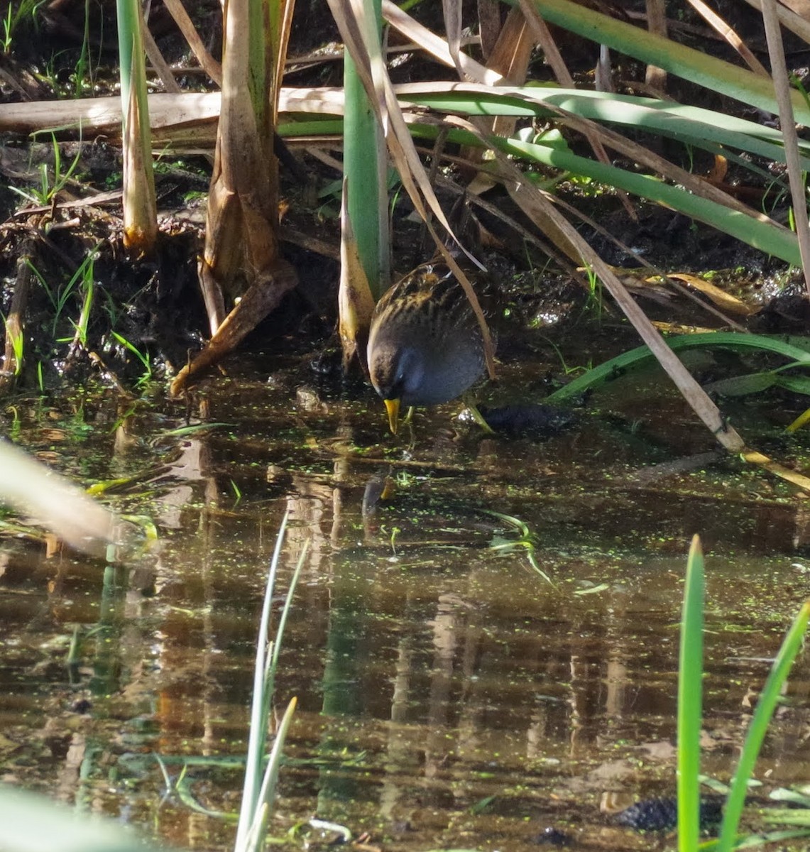 chřástal karolínský - ML644366928