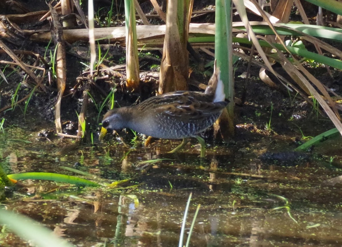 chřástal karolínský - ML644366929