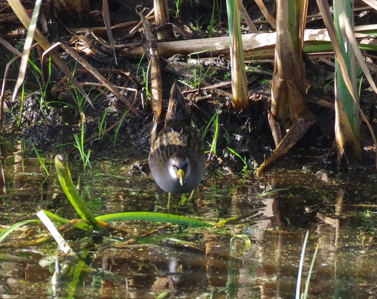 chřástal karolínský - ML644366930