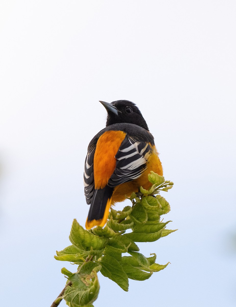 Baltimore Oriole - ML644366932