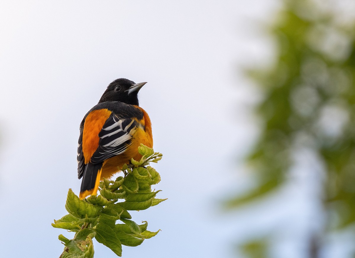 Baltimore Oriole - ML644366933