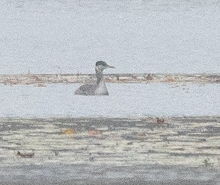 Red-necked Grebe - ML644366942