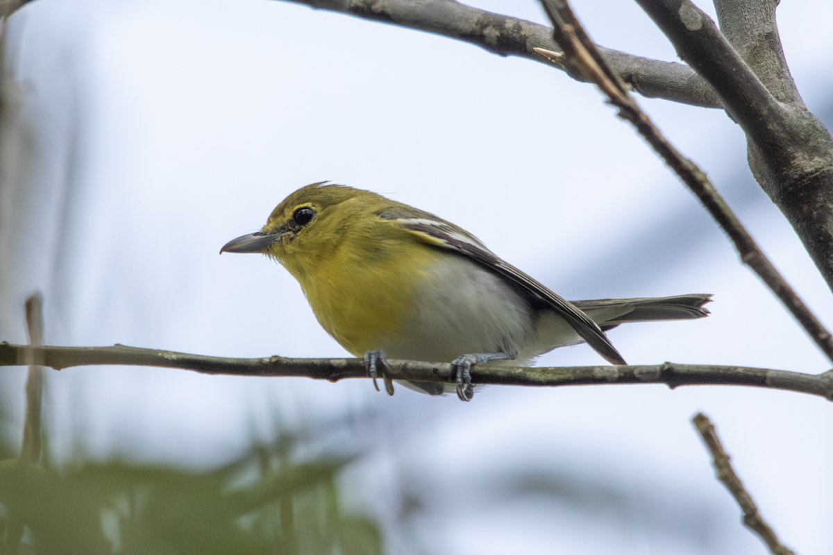 Yellow-throated Vireo - John Strohsahl