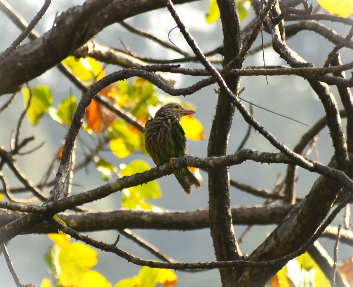 シロボシオオゴシキドリ - ML644366949