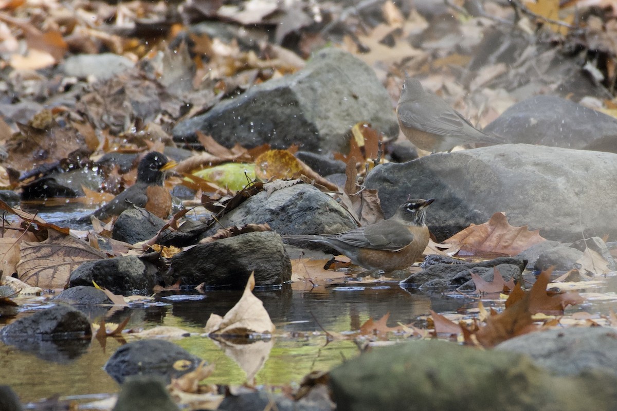 American Robin - Kathryn Kingsbury