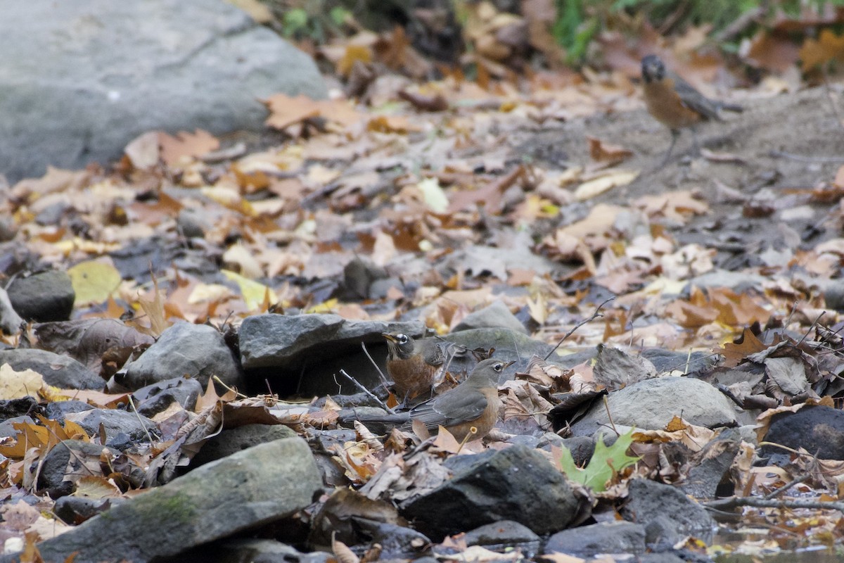 American Robin - Kathryn Kingsbury