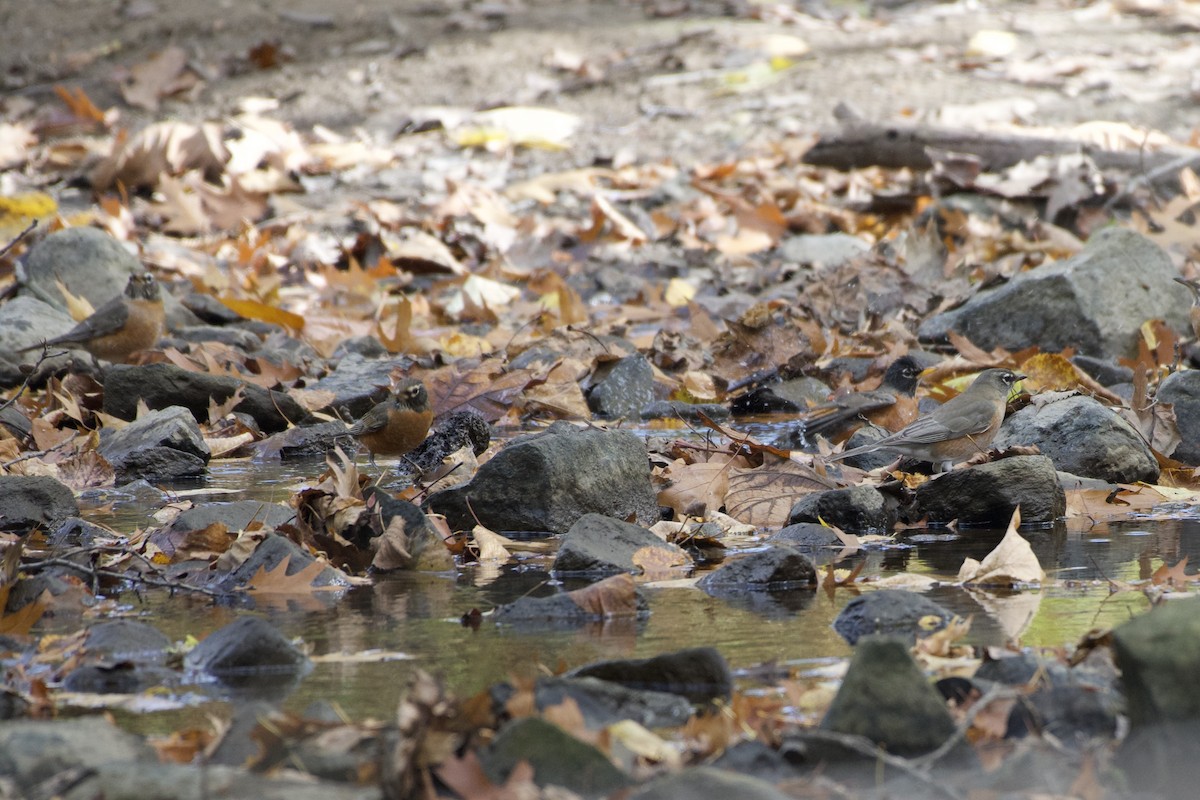 American Robin - Kathryn Kingsbury