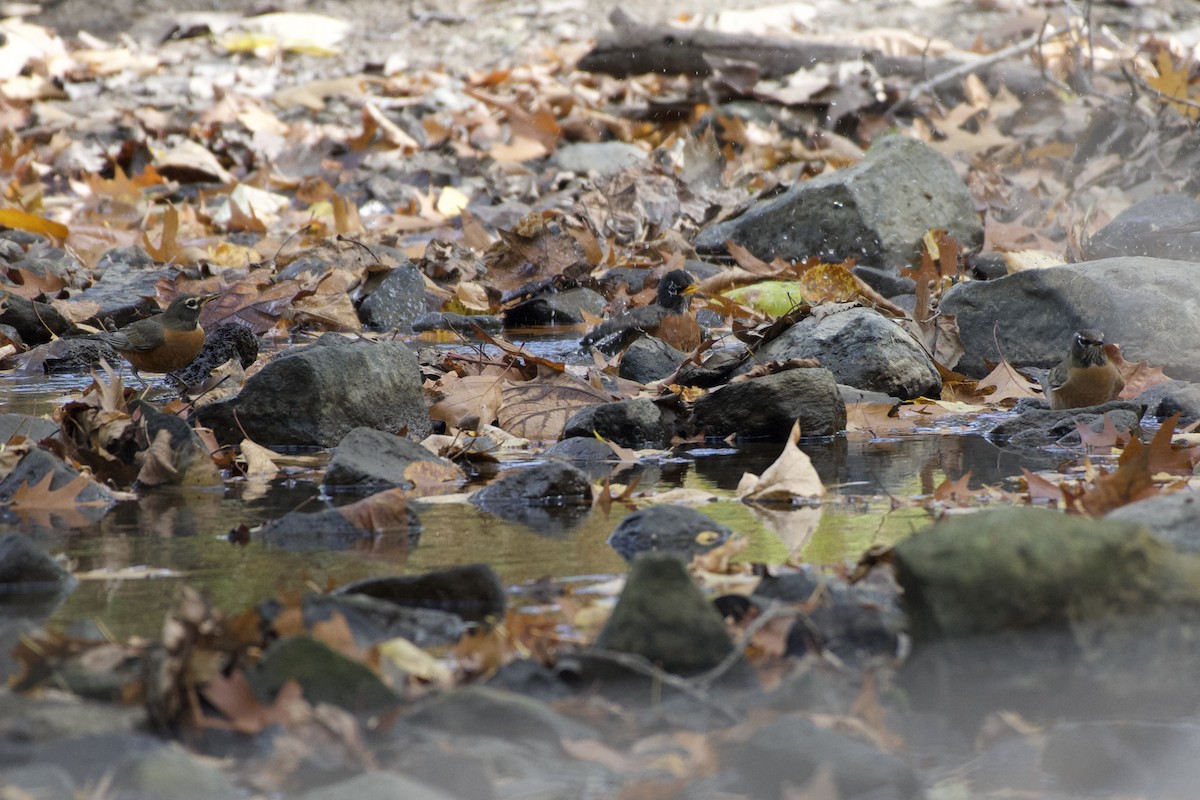 American Robin - Kathryn Kingsbury