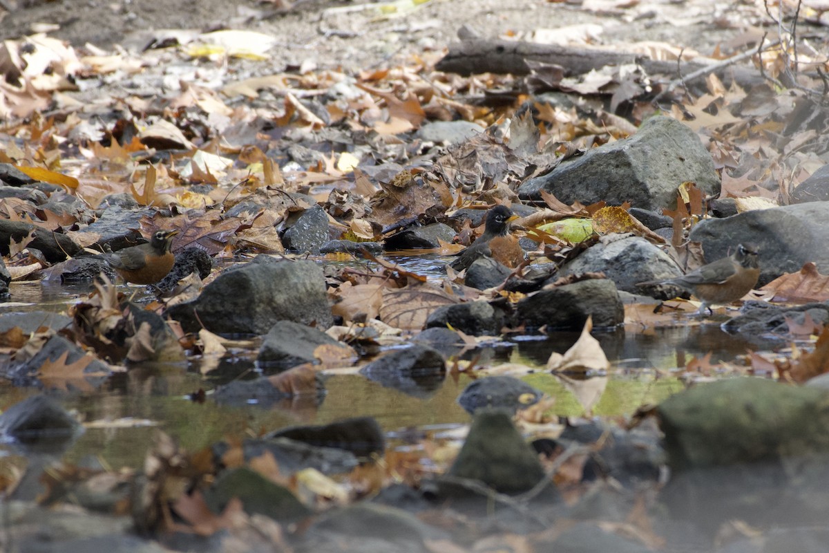 American Robin - Kathryn Kingsbury