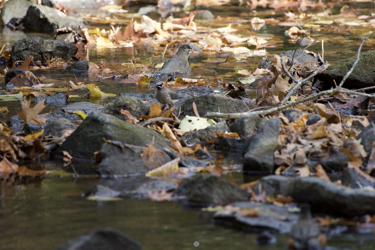 American Robin - Kathryn Kingsbury