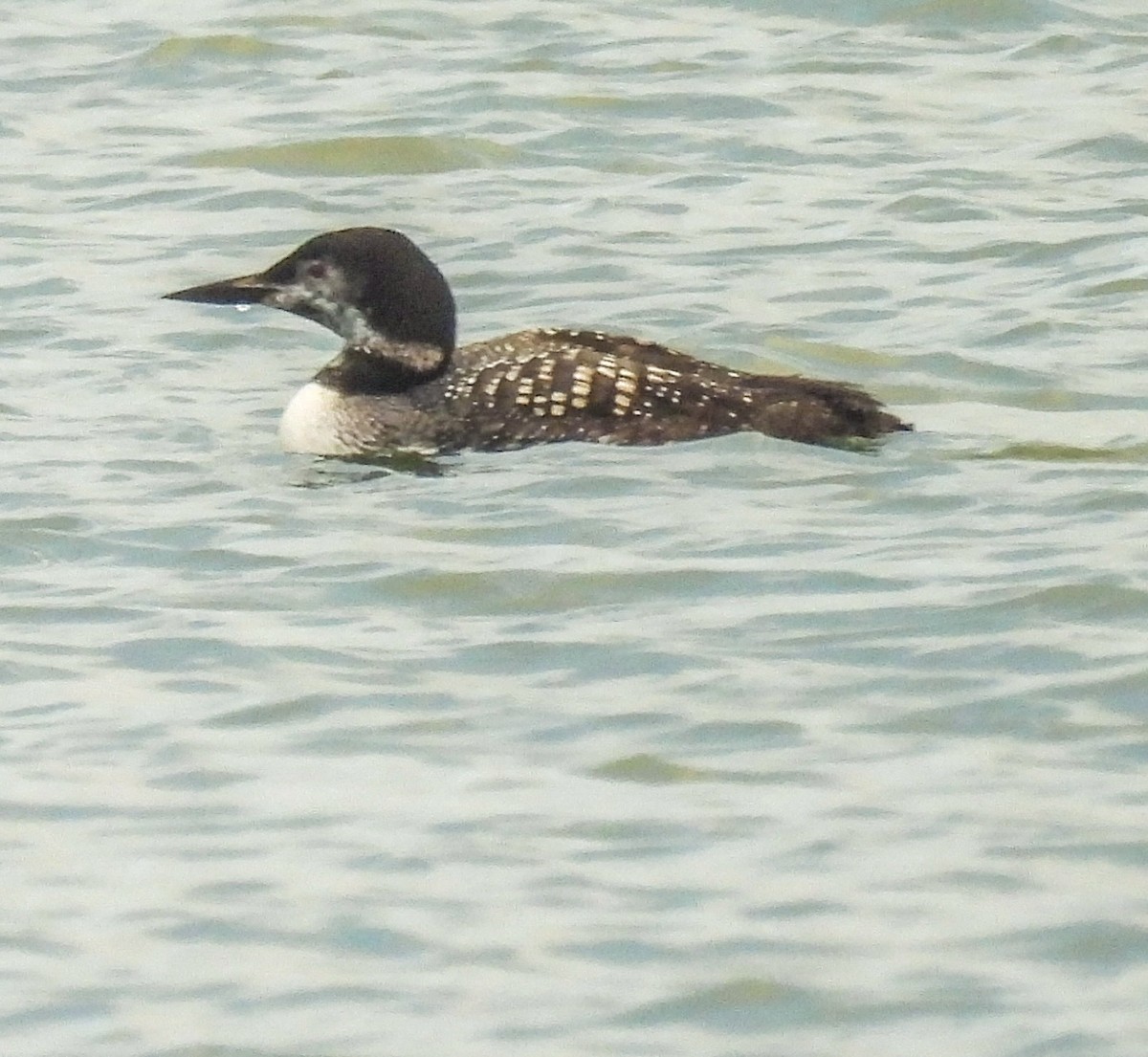 Common Loon - Vee Cee (*v*)