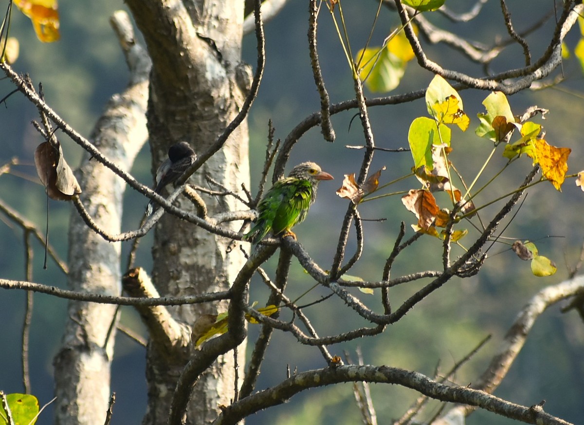 シロボシオオゴシキドリ - ML644366966
