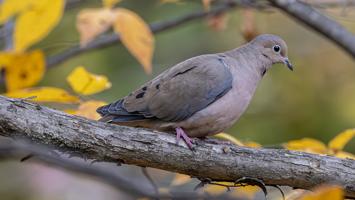 Mourning Dove - Alan Wells