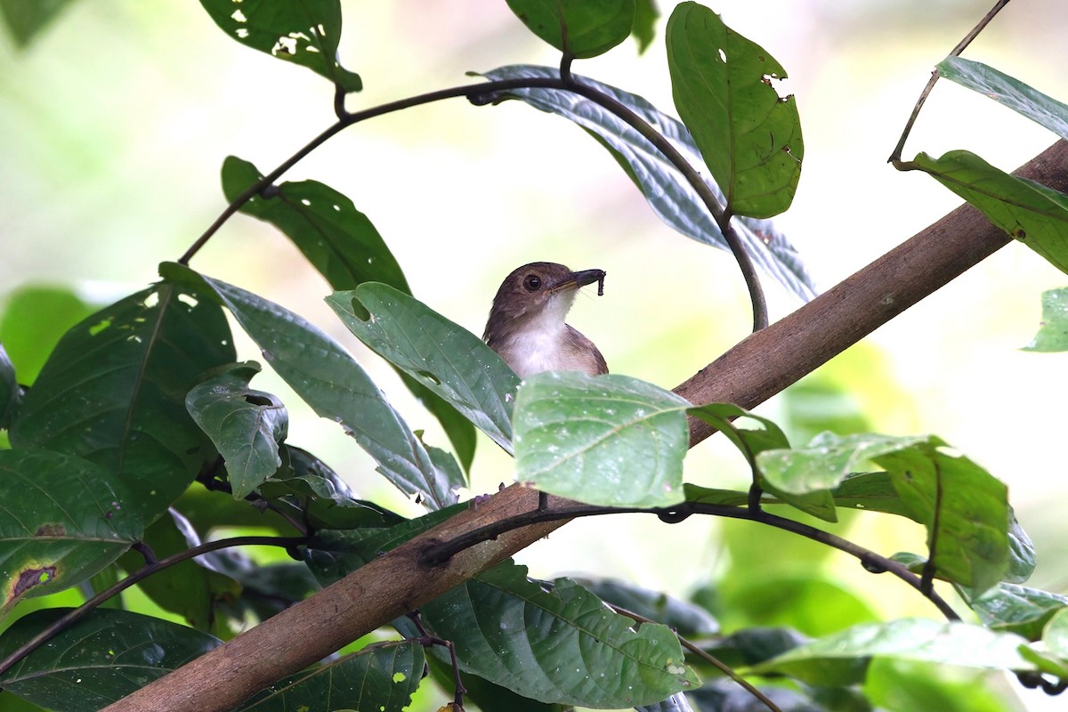 Sulawesi Babbler - ML644366970